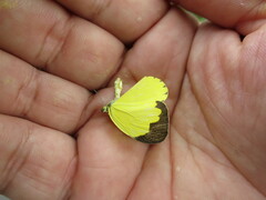 Eurema senegalensis