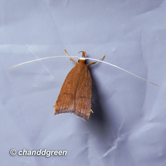 Lecitholaxa thiodora