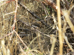 Psammophis leightoni