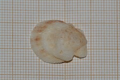 Talochlamys pusio