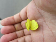 Eurema senegalensis