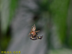 Yaginumaella lobata