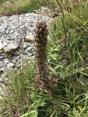 Campanula thyrsoides