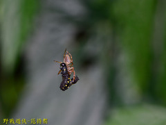 Yaginumaella lobata