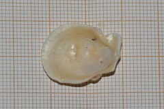 Talochlamys pusio