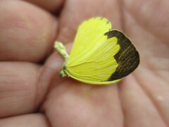 Eurema senegalensis