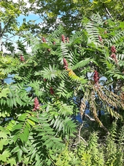 Rhus typhina