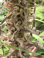 Campanula thyrsoides