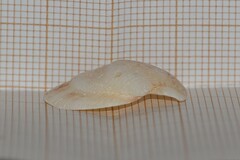 Talochlamys pusio
