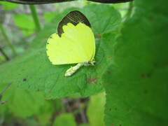 Eurema senegalensis