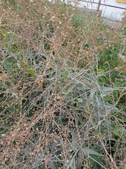 Bunias orientalis