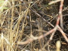 Psammophis leightoni
