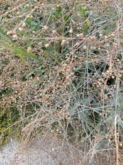 Bunias orientalis