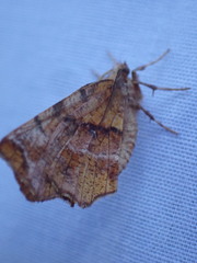 Selenia alciphearia