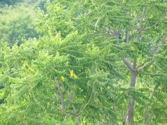 Ailanthus excelsa