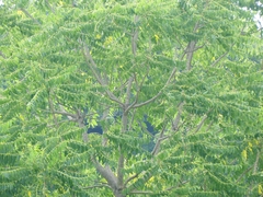 Ailanthus excelsa