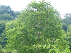 Ailanthus excelsa
