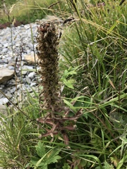 Campanula thyrsoides