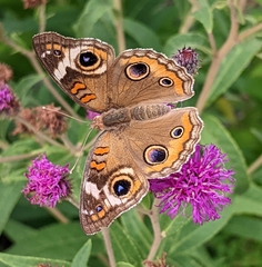 Junonia coenia