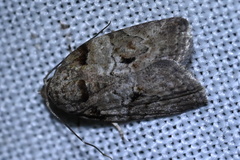 Garella