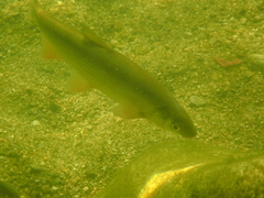 Chondrostoma nasus