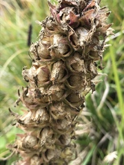 Campanula thyrsoides