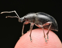 Otiorhynchus clavipes