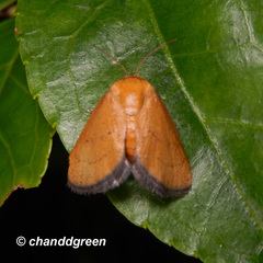 Spatulifimbria castaneiceps