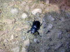 Lucanus formosanus