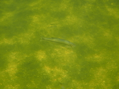 Alburnoides bipunctatus