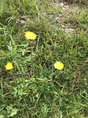 Pilosella lactucella