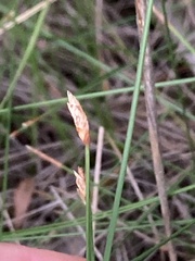 Eleocharis halophila
