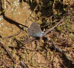 Polyommatus icarus