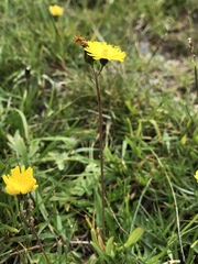 Pilosella lactucella