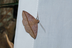 Ugia purpurea