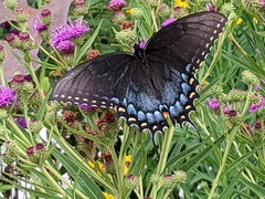 Papilio glaucus