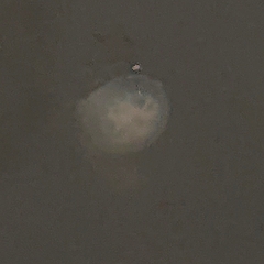 Chrysaora chesapeakei