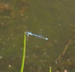 Coenagrion puella
