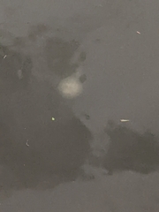 Chrysaora chesapeakei