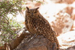 Bubo ascalaphus