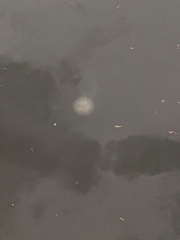 Chrysaora chesapeakei