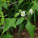 Polymnia canadensis - Photo (c) Tom Potterfield,  זכויות יוצרים חלקיות (CC BY-NC-SA)