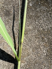 Urochloa fusca