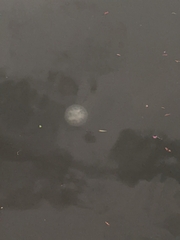 Chrysaora chesapeakei