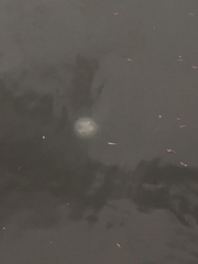 Chrysaora chesapeakei