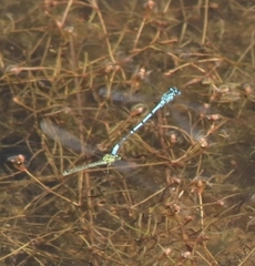 Coenagrion puella