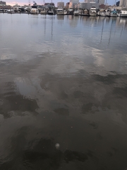 Chrysaora chesapeakei