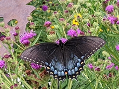 Papilio glaucus