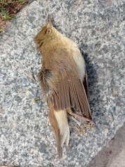 Acrocephalus scirpaceus