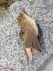 Acrocephalus scirpaceus